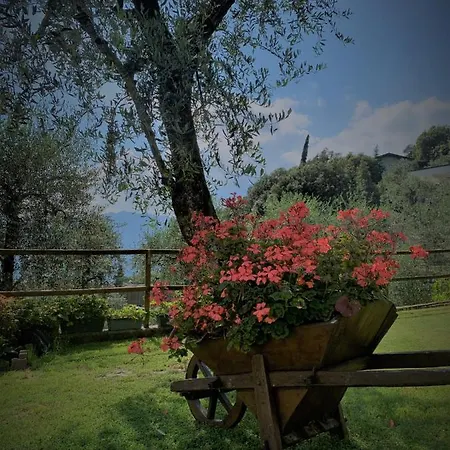 Camelia *